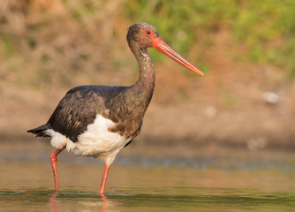 Black Stork
