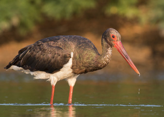 Black Stork