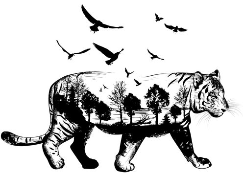 Hand drawn Tiger for your design, wildlife concept