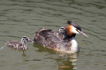 Grebe mother bird with two young birds  swimming in the water
