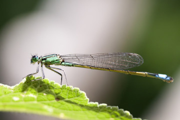 Common Blue Damselfly on a blade of grass