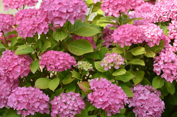 hortensia