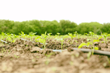Plants cultivated in the fertile soil in summer