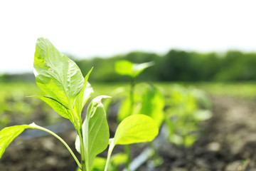 Green leaves plant on blurred nature background