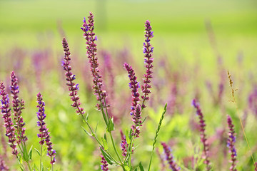Meadow sage flowers on summer day