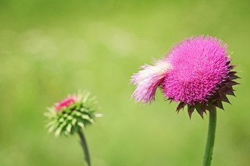 Meadow thistle flower on blurred nature background