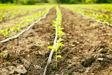 Plants cultivated in the fertile soil in summer