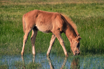 Little foal grazing in field