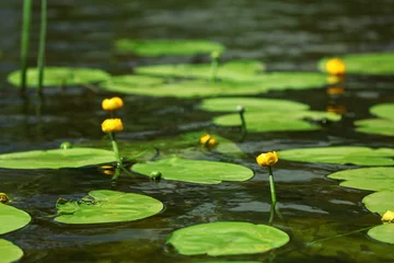 Crédence de cuisine en verre imprimé Nénuphars Beautiful water lily on the pond