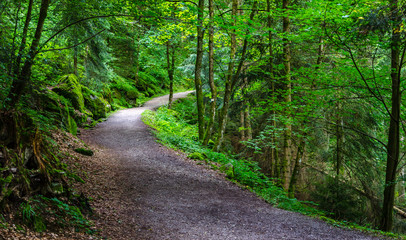 Obraz premium Path in the Black wood in Triberg, Germany