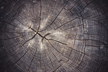 Tree cross section cut slice closeup.