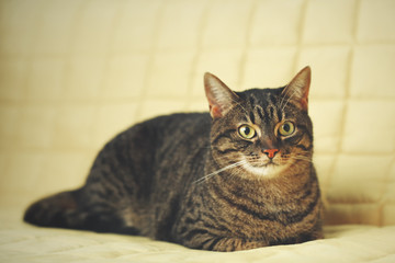 Fototapeta na wymiar Cute grey cat on yellow sofa