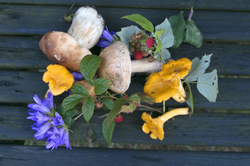 Group of mushrooms on dark background