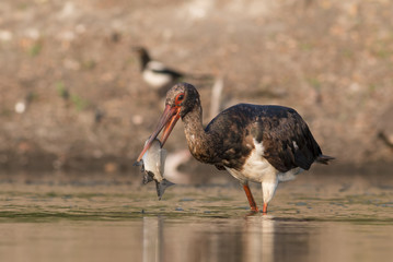 Black Stork