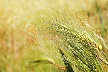 Golden wheat field, close up