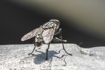 Nahaufnahme einer großen Fliege im Sonnenschein