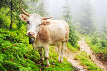 Fabulous scenery, cow grazing on the hill in fog, Carpathian mountains, Ukraine.