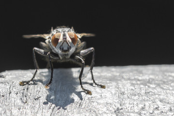 Nahaufnahme einer großen Fliege im Sonnenschein