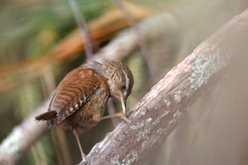 Wren seeks for feed at tree branch