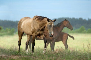 akhal-teke horses on the pasture