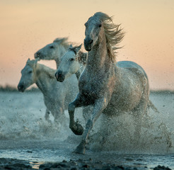 camargue horses running on the sunrise water - obrazy, fototapety, plakaty