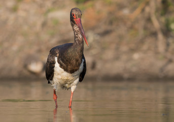 Black Stork