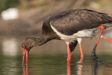 Black Stork
