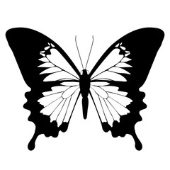 black butterflies,isolated on a white
