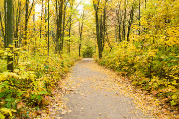 Obraz premium autumnal forest with sunbeams