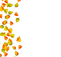 autumn leaves isolated on white background.