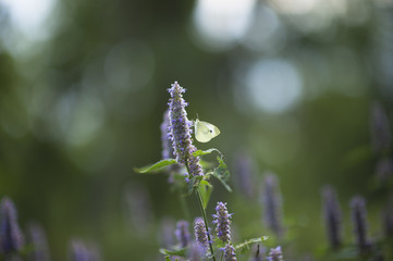 Naklejka premium A small Cabbage White butterfly sits on a purple flower feeding on the nectar.