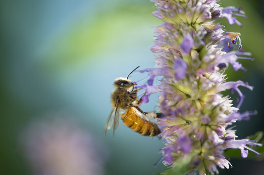 An orange Honey Bee feeds on a bright purple flower in the early morning sun.