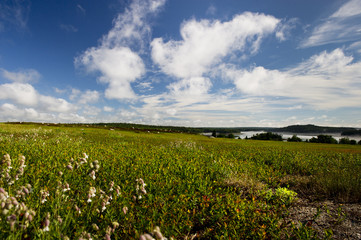A sunny morning in a large field of wild flowers and blueberry bushes with a bright blue sky full of puffy white clouds.