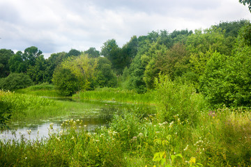 Wild summer pond