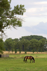 Fototapeta na wymiar Grazing Horse in the summer Landscape