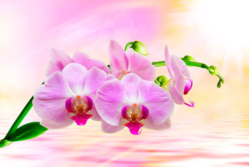 Fototapeta na wymiar Orchid flower close up