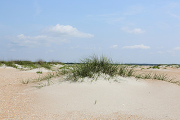 Sand dune with grasses