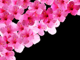Beautiful floral background with pink hibiscus isolated 
