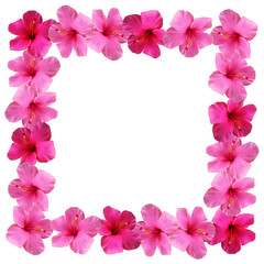 Fototapeta na wymiar Beautiful floral background with pink hibiscus isolated 