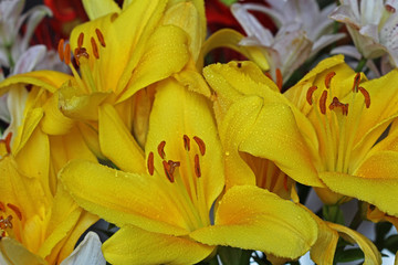 Beautiful flowers yellow lilies.