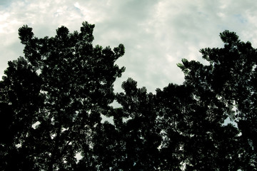 Silhouette of tree. Black and white