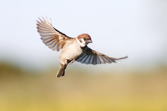 22 Dazzling Bird Photos That Will Inspire You House sparrow, Bird photo, Sparrow