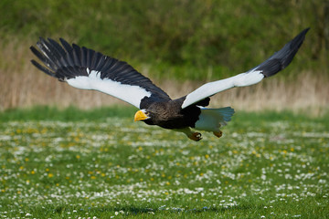 Stellers sea eagle (Haliaeetus pelagicus)