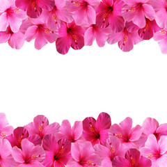 Obraz premium Beautiful floral background with pink hibiscus isolated 