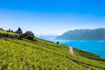 Vineyards in Lavaux region - Terrasses de Lavaux terraces, Switz
