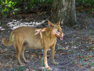 Homeless pregnant dog is suffering from heat