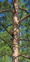 Squirrel with cone on pine tree
