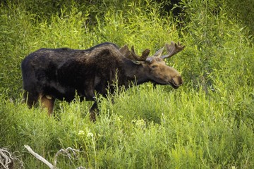 Juvenile Bull Moose / feeding in Jackson Hoe WY