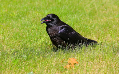 Big black raven sitting on the green grass