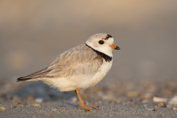 An endangered adult Piping Plover stands on a sandy beach on a bright sunny morning.
